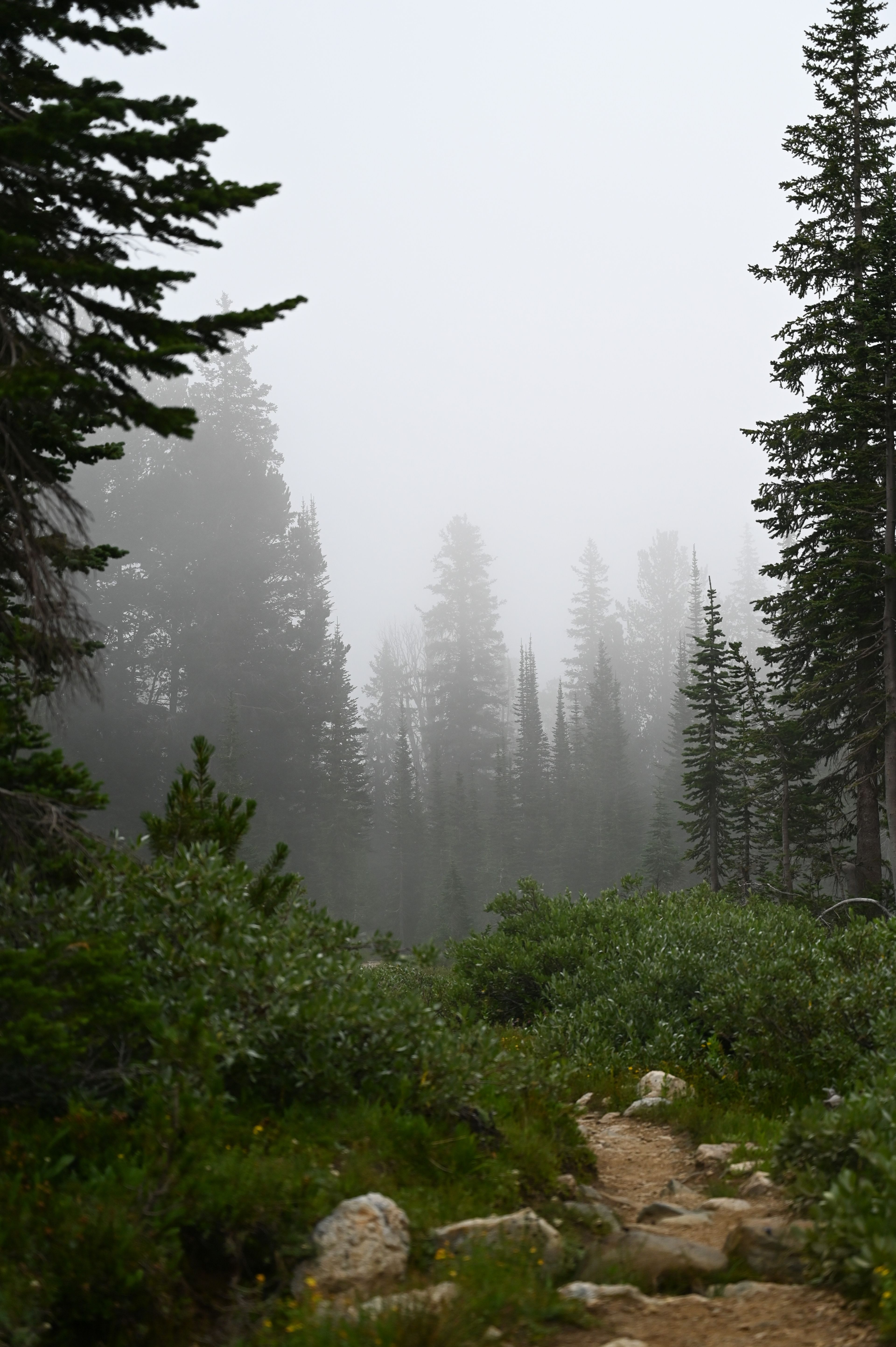 Fog in the pine trees
