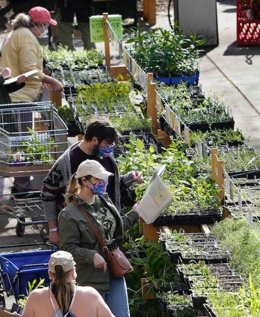 People at a plant sale